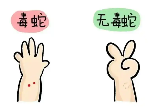 正值夏日,电力工程师在户外被毒蛇咬伤如何自救